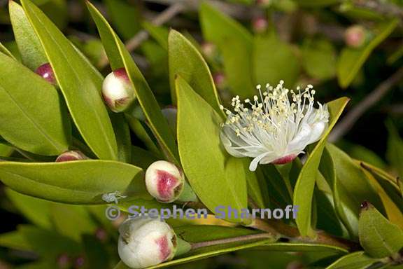 myrtus communis 2 graphic